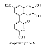 scapaniapyrone A