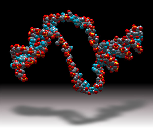 DNA bubbles