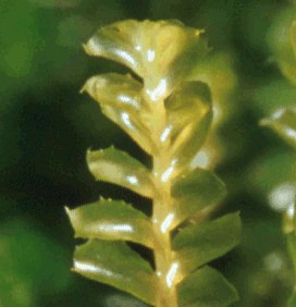 Plagiochila spinulosa