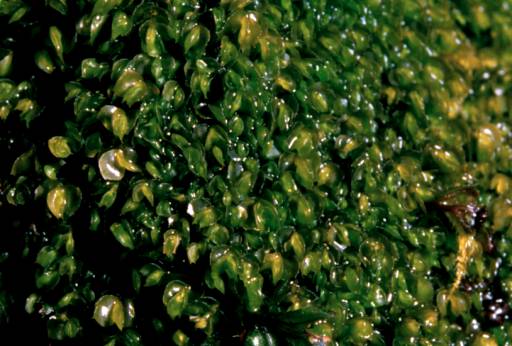 Adelanthus decipiens