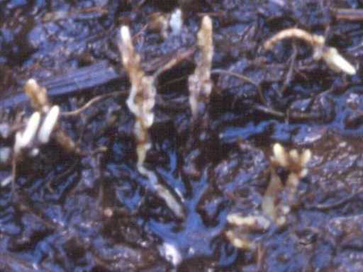 Cryptothallus mirabilis