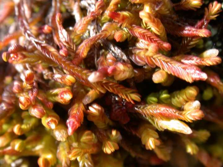 Jamesoniella colorata