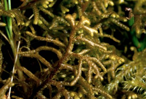 Mastigophora woodsii