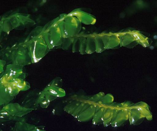 Plagiochila asplenioides