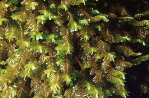 Plagiochila atlantica