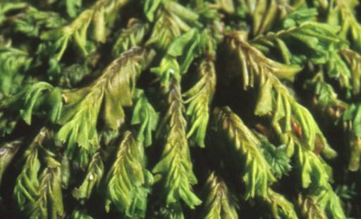 Plagiochila atlantica, dry