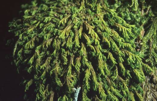 Plagiochila atlantica, dry