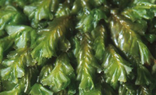 Plagiochila atlantica, moist