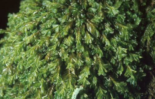 Plagiochila atlantica, moist