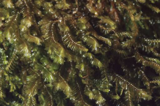 Plagiochila killarniensis