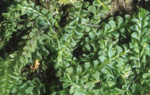 Plagiochila britannica