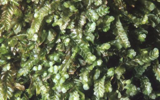 Pedinophyllum interruptum