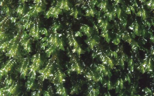 Plagiochila killarniensis