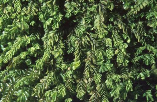 Plagiochila porelloides