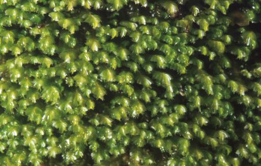 Plagiochila punctata