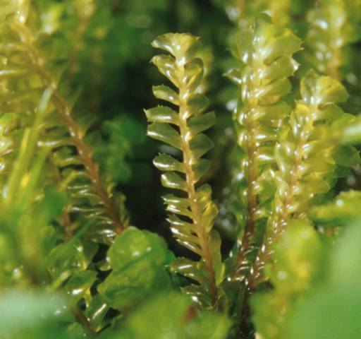 Plagiochila spinulosa