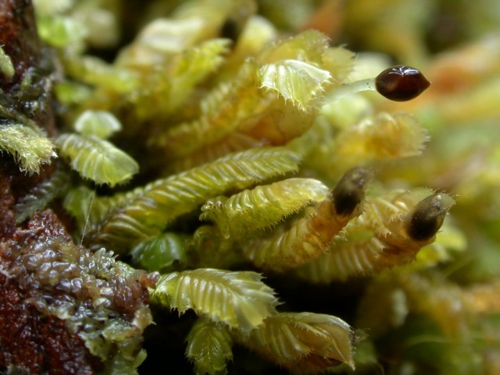 Plagiochila sporophyte