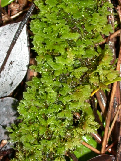 Riccardia prehensilis on stick