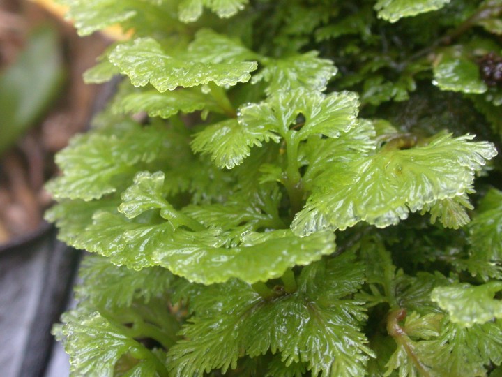 Riccardia prehensilis close-up