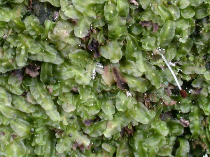 Symphyogyna circinata