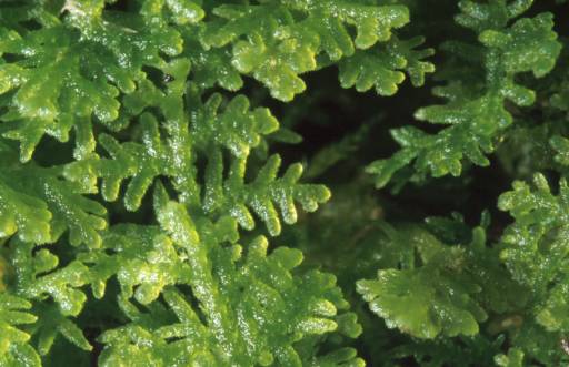 Trichocolea tomentella